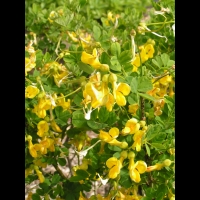 Coronille des jardins, Hippocrepis emerus subsp Emerus (fam Legumineuse)(Europe sud & centre) (2)
